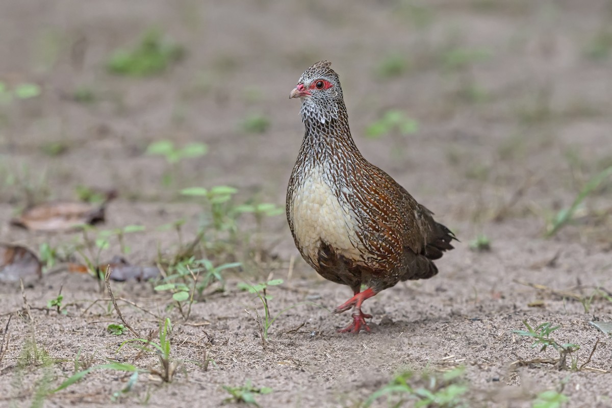 Stone Partridge - ML646739970