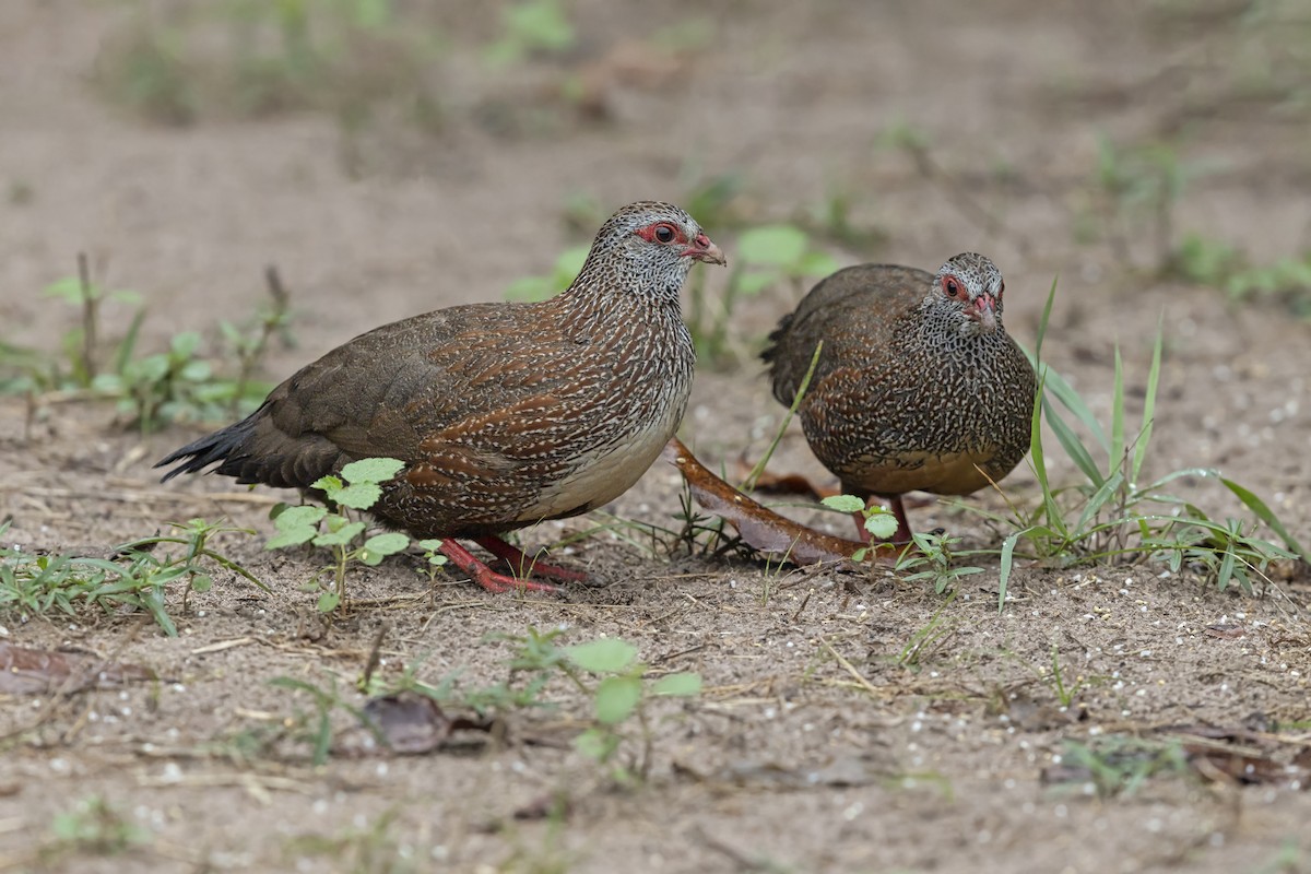Stone Partridge - ML646739971