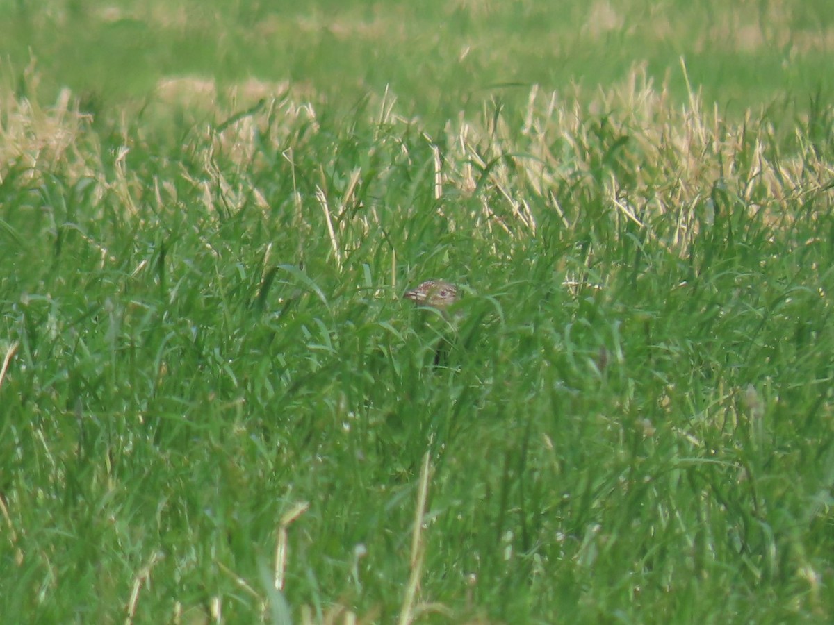 Little Bustard - ML646739976