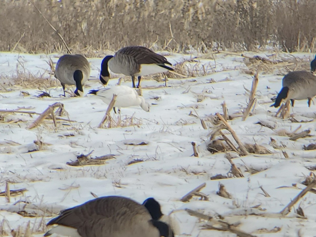 Oie de Ross - ML646739977