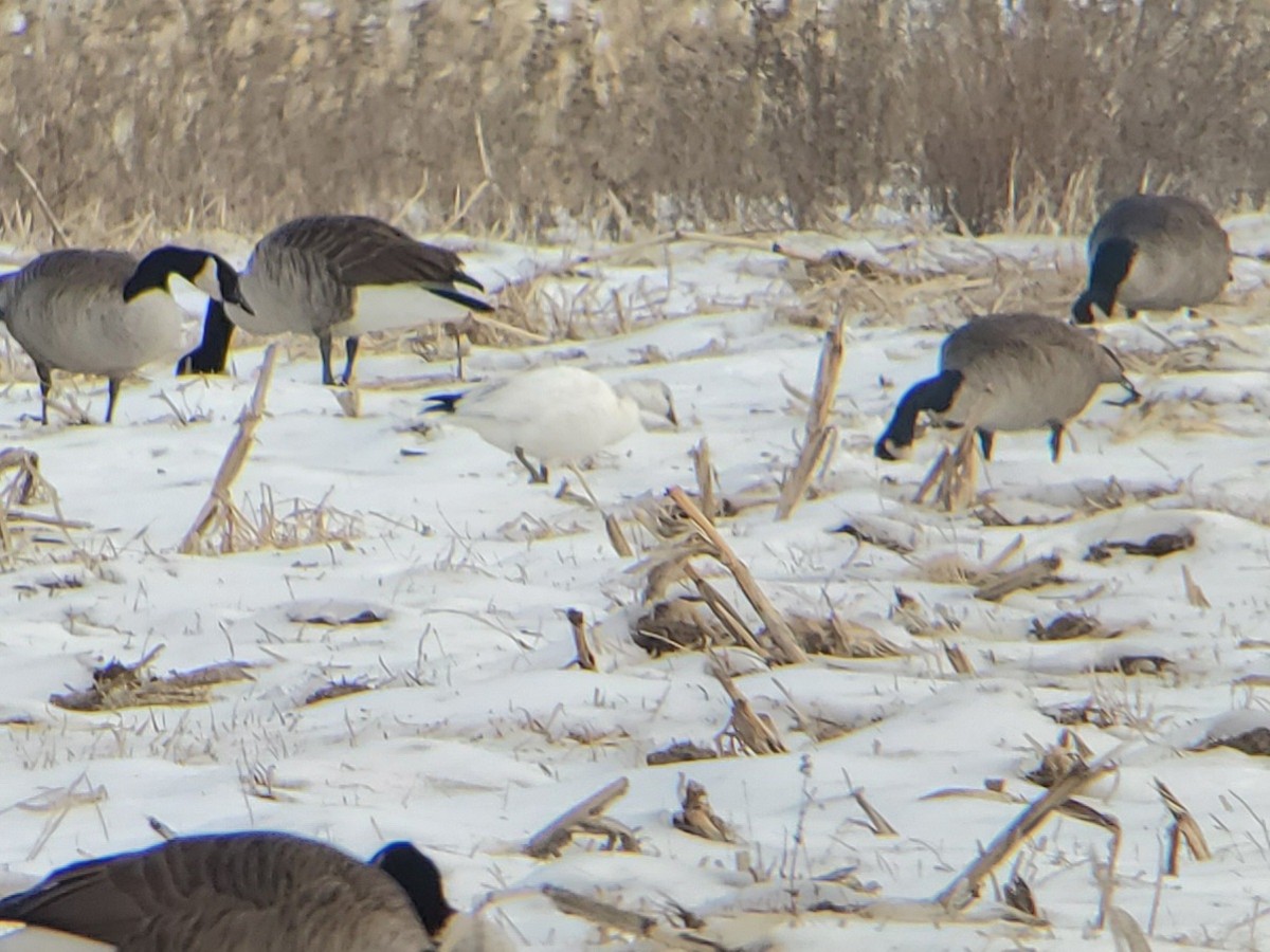 Oie de Ross - ML646739978