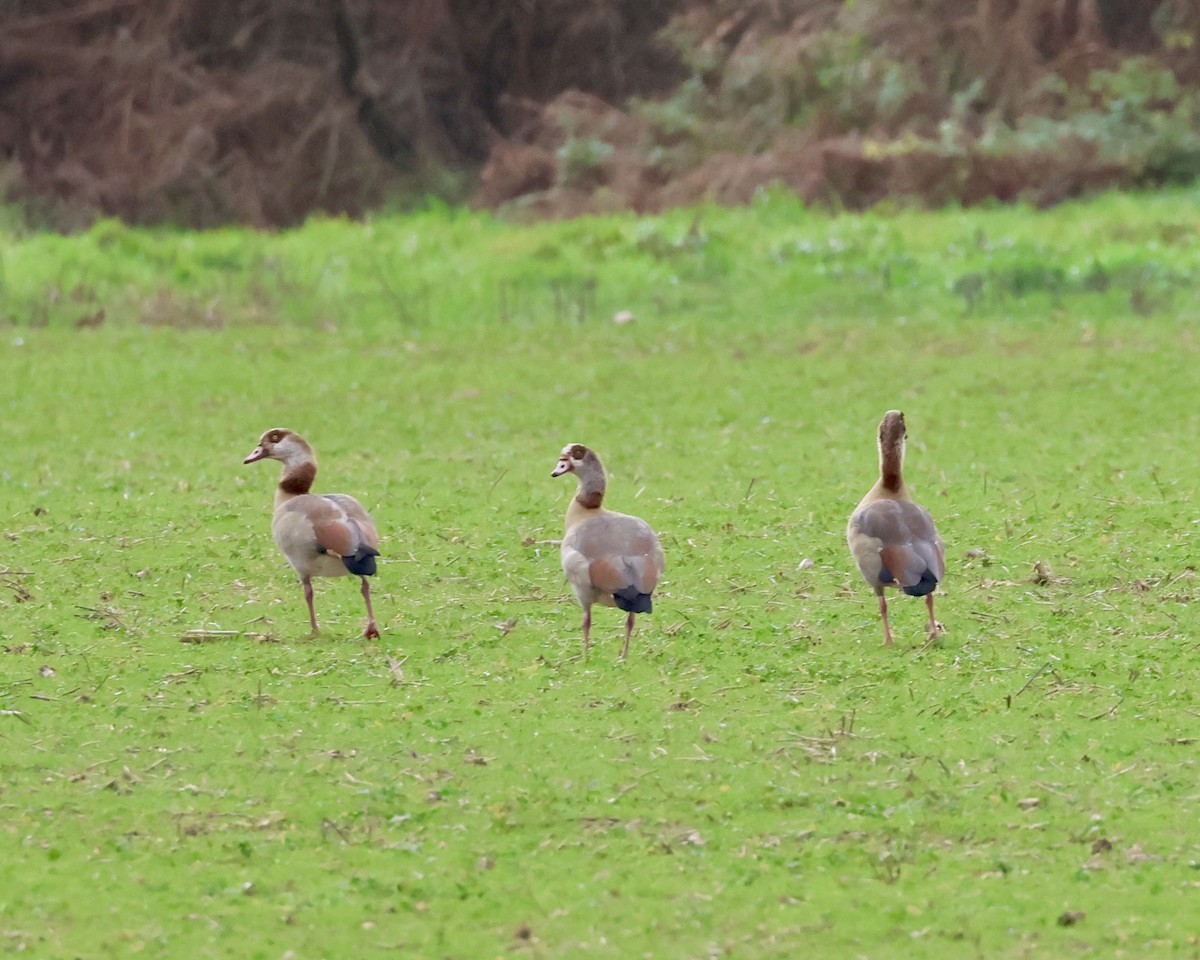 niland - ML646739979