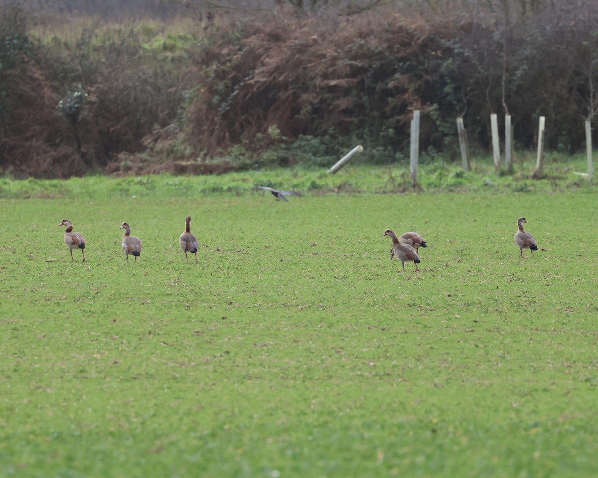 niland - ML646739981