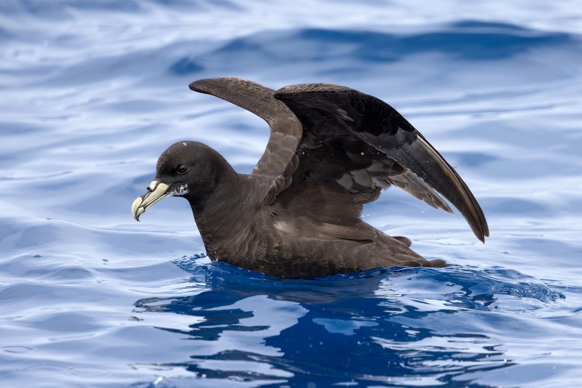 Beyaz Gıdılı Yelkovan - ML646739984