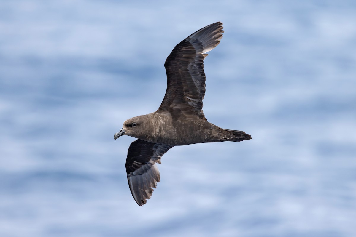 Uzun Kanatlı Fırtınakuşu - ML646739985