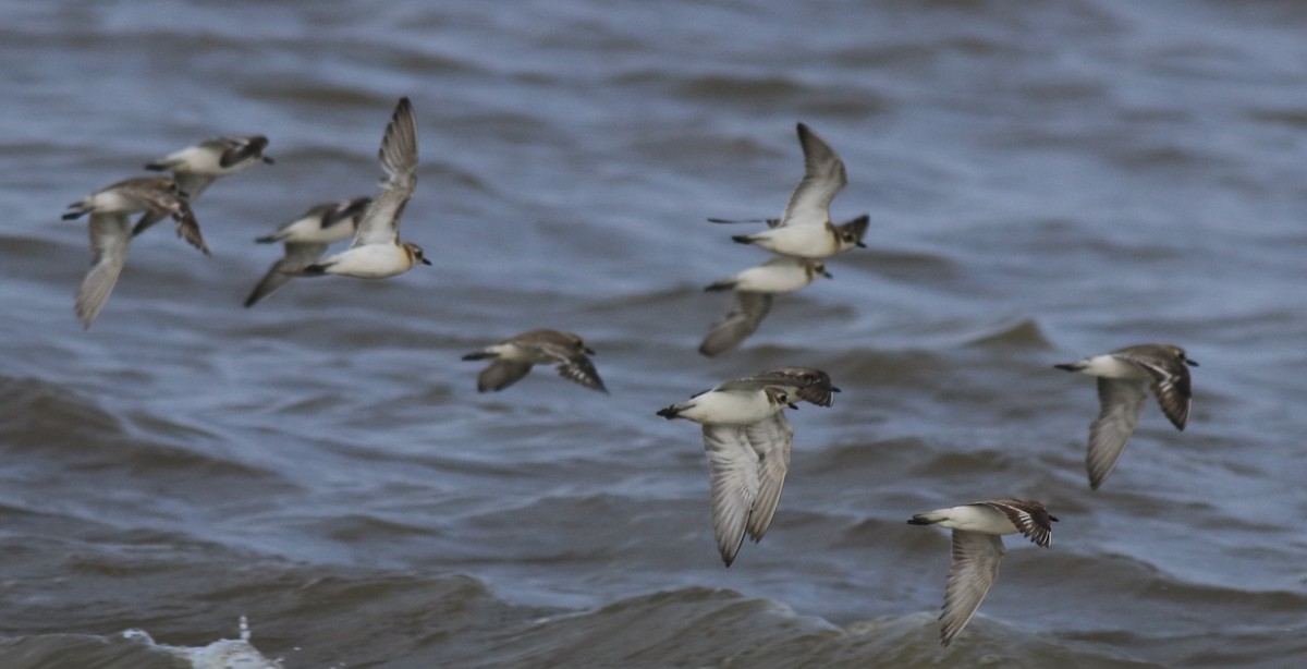 Tibetan Sand-Plover - ML646739986
