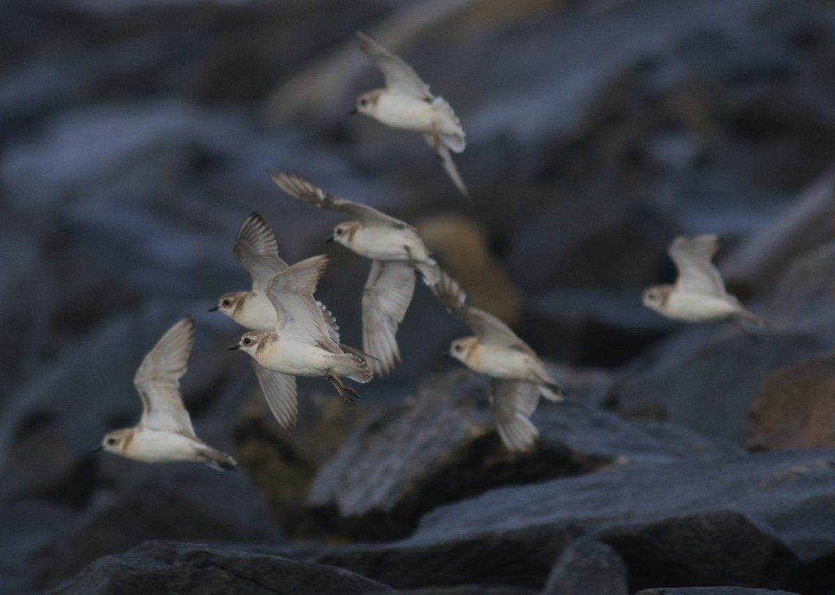 Tibetan Sand-Plover - ML646739987