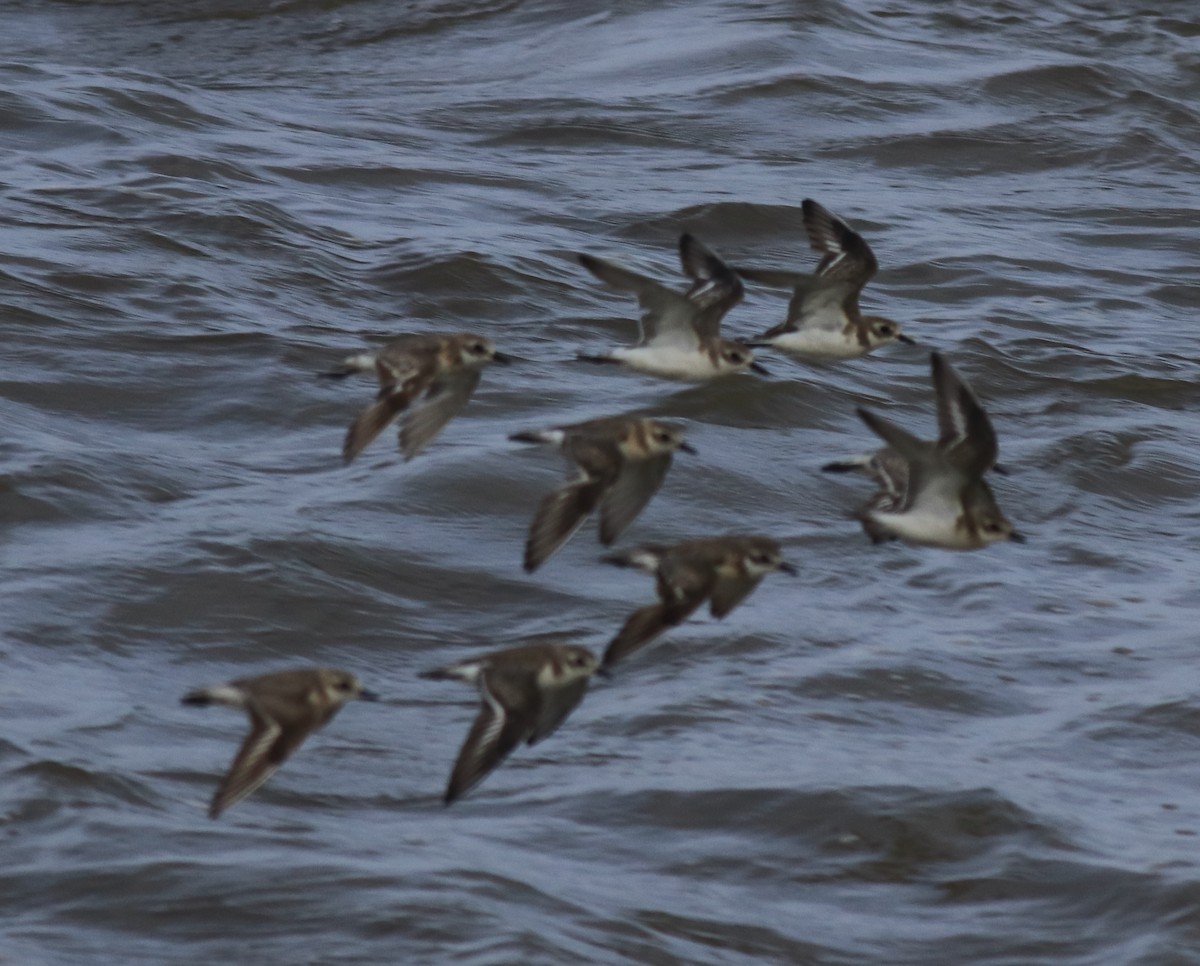 Tibetan Sand-Plover - ML646739988