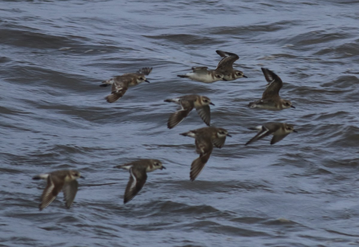 Tibetan Sand-Plover - ML646739989