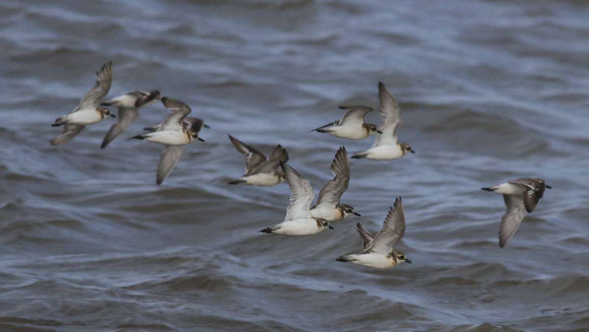 Tibetan Sand-Plover - ML646739990