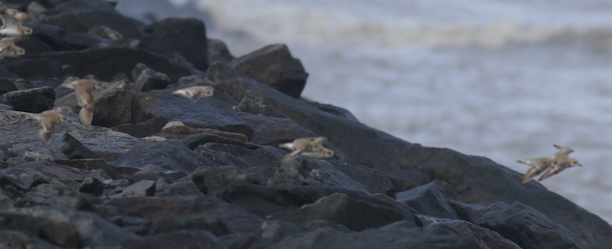 Tibetan Sand-Plover - ML646739991