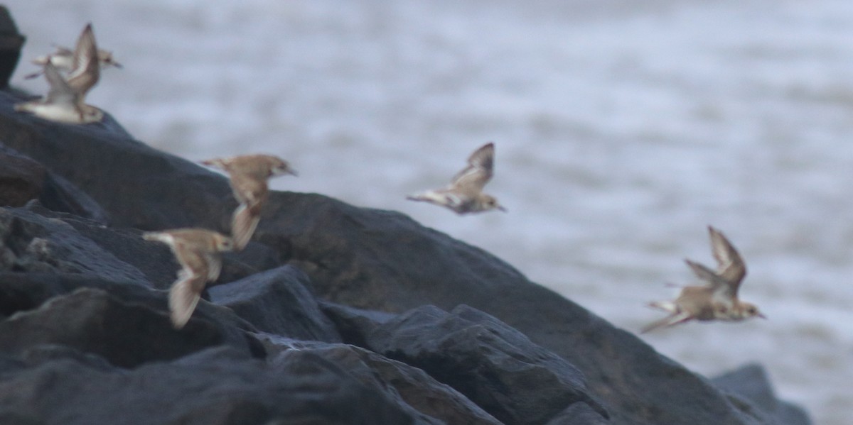 Tibetan Sand-Plover - ML646739992