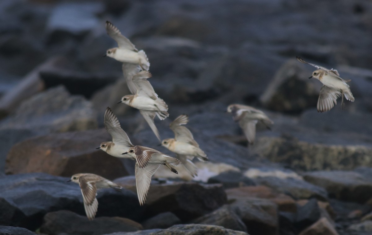 Tibetan Sand-Plover - ML646739993