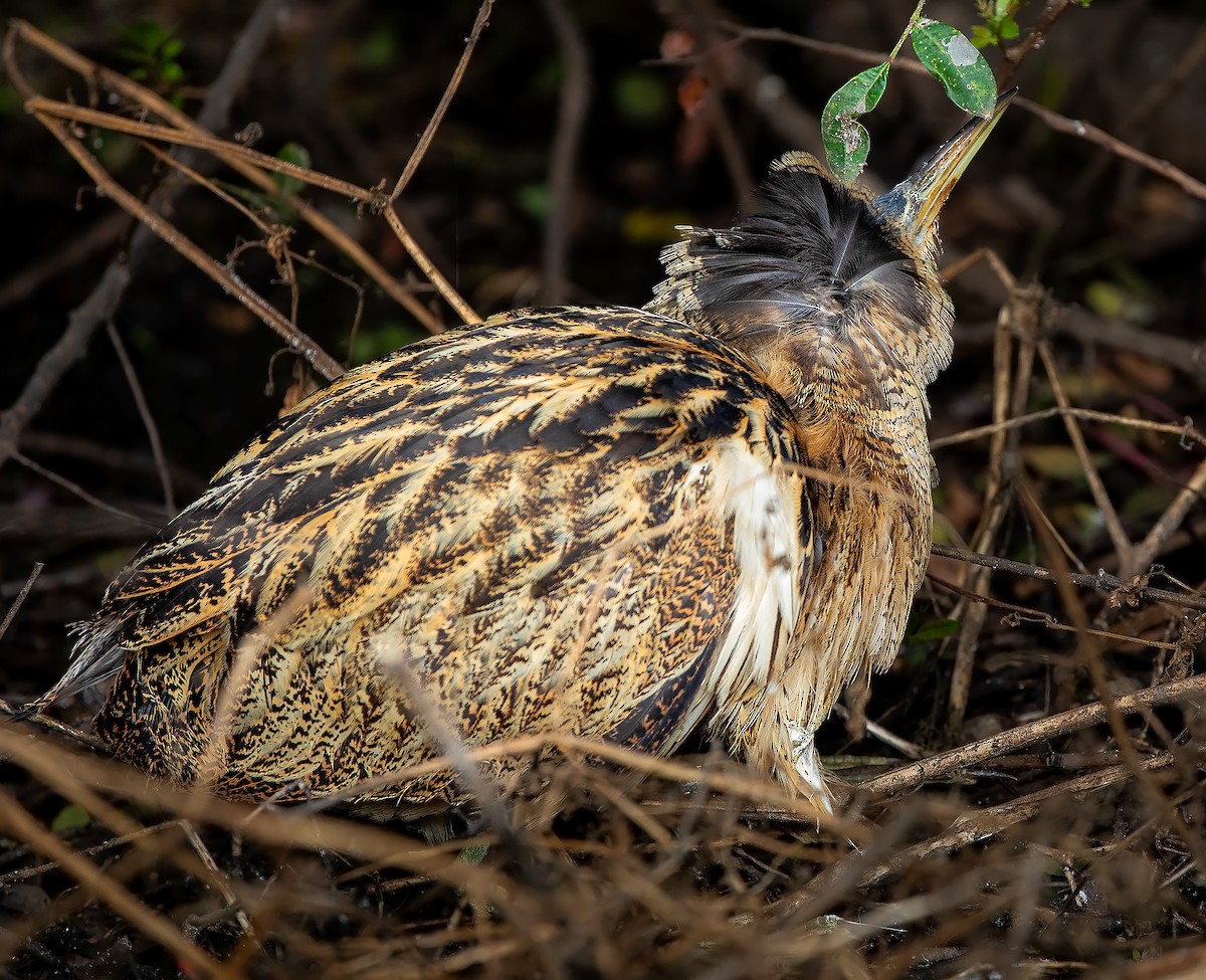 Eurasian Bittern - ML646739994