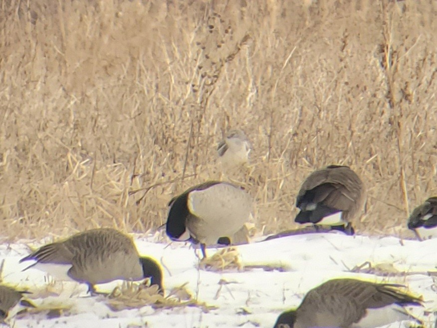 Busard des marais - ML646739995