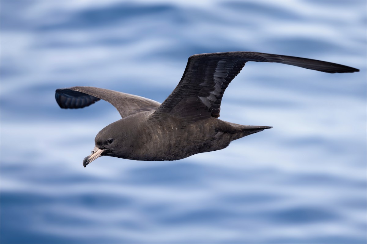 Soluk Gagalı Yelkovan - ML646739997