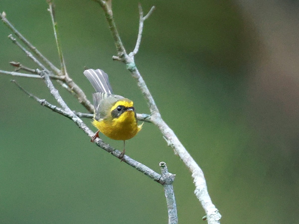 Yellow-bellied Fairy-Fantail - ML646739998