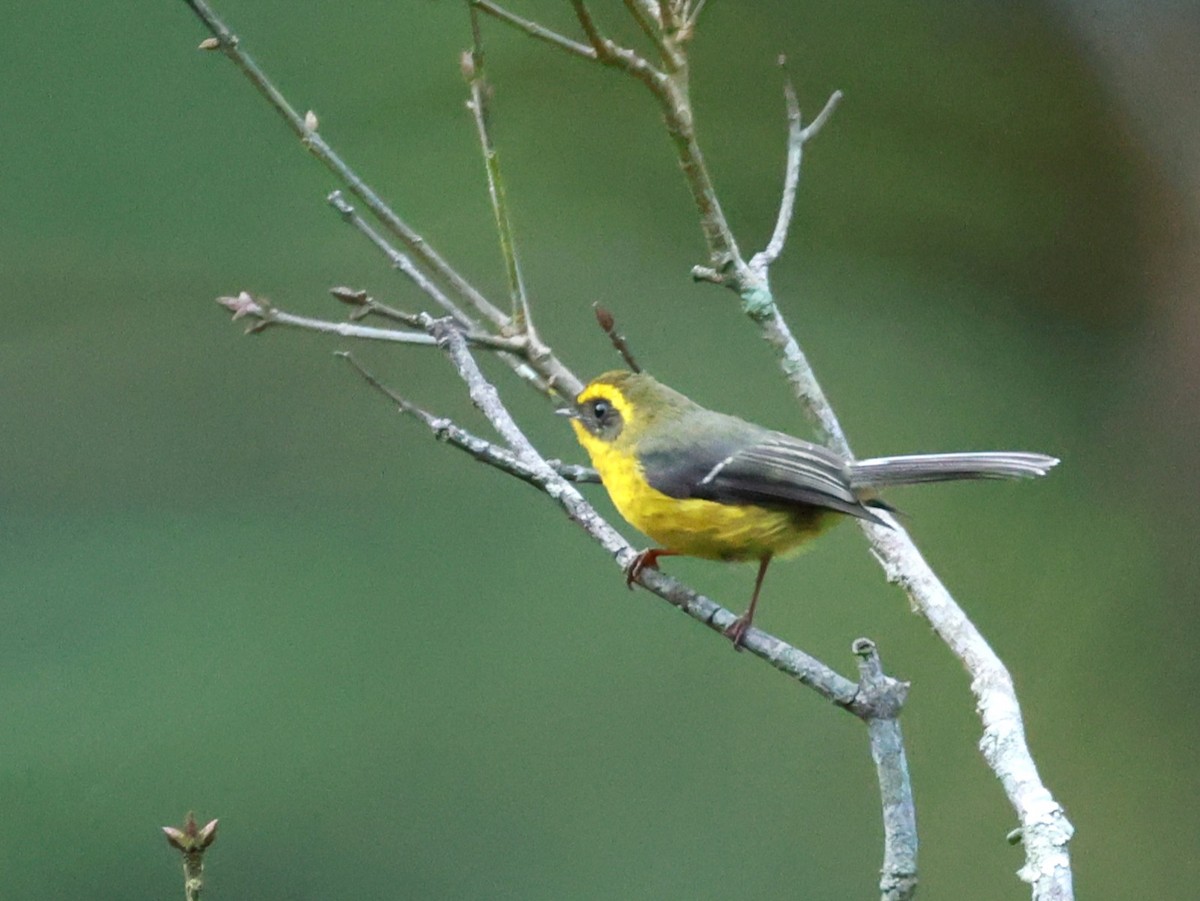 Yellow-bellied Fairy-Fantail - ML646739999