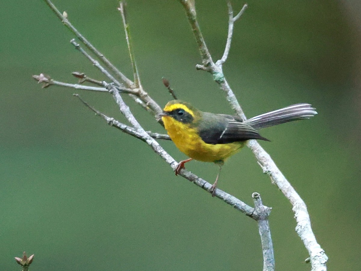Yellow-bellied Fairy-Fantail - ML646740000