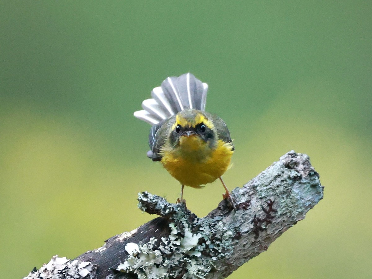 Yellow-bellied Fairy-Fantail - ML646740001