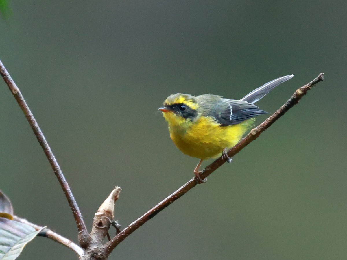 Yellow-bellied Fairy-Fantail - ML646740002