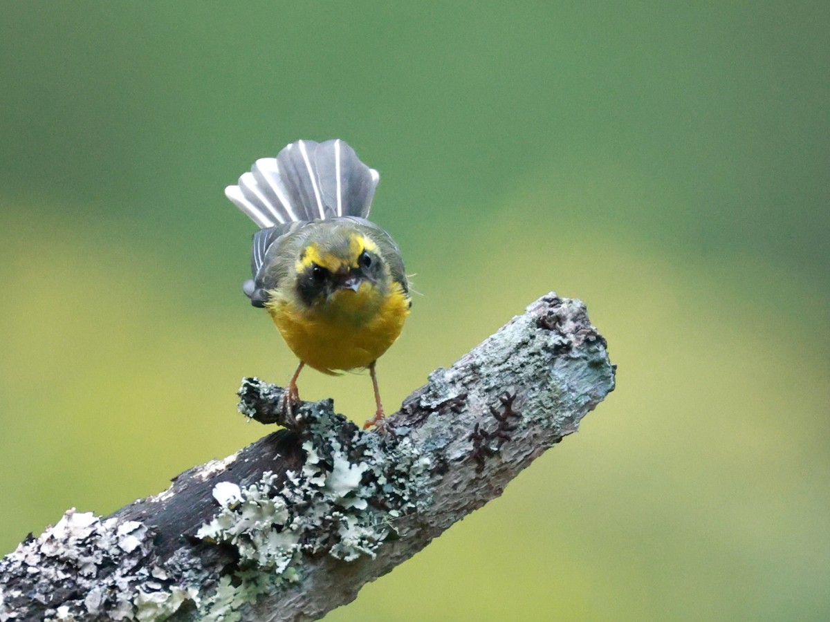 Yellow-bellied Fairy-Fantail - ML646740003