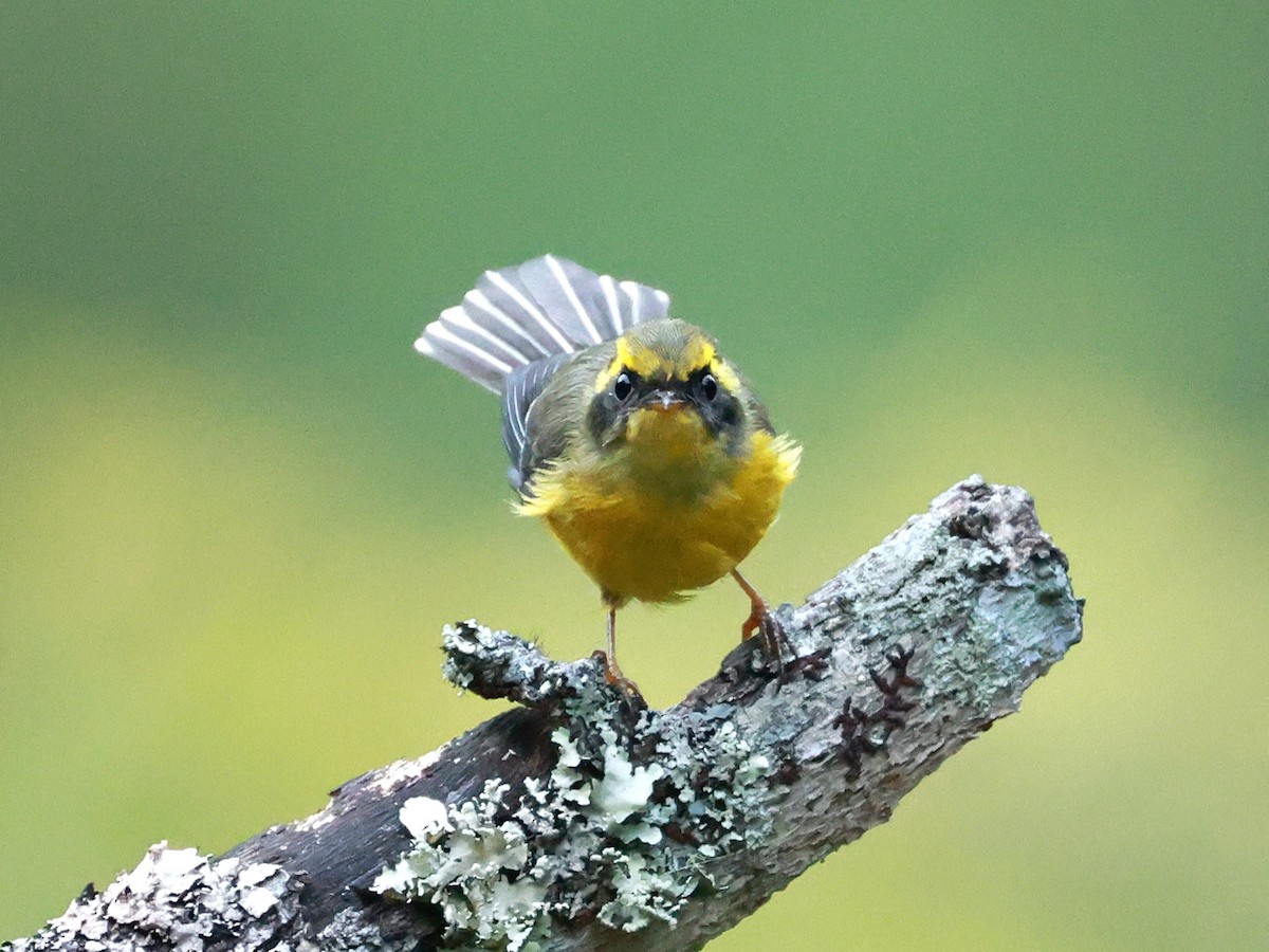 Yellow-bellied Fairy-Fantail - ML646740004