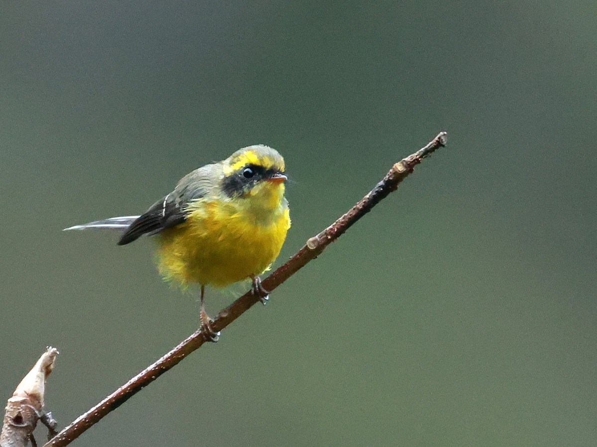 Yellow-bellied Fairy-Fantail - ML646740005