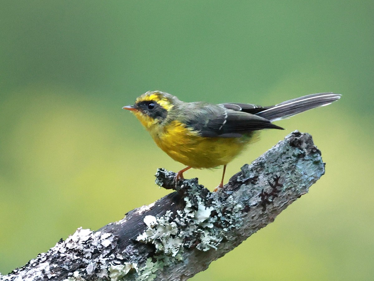 Yellow-bellied Fairy-Fantail - ML646740006
