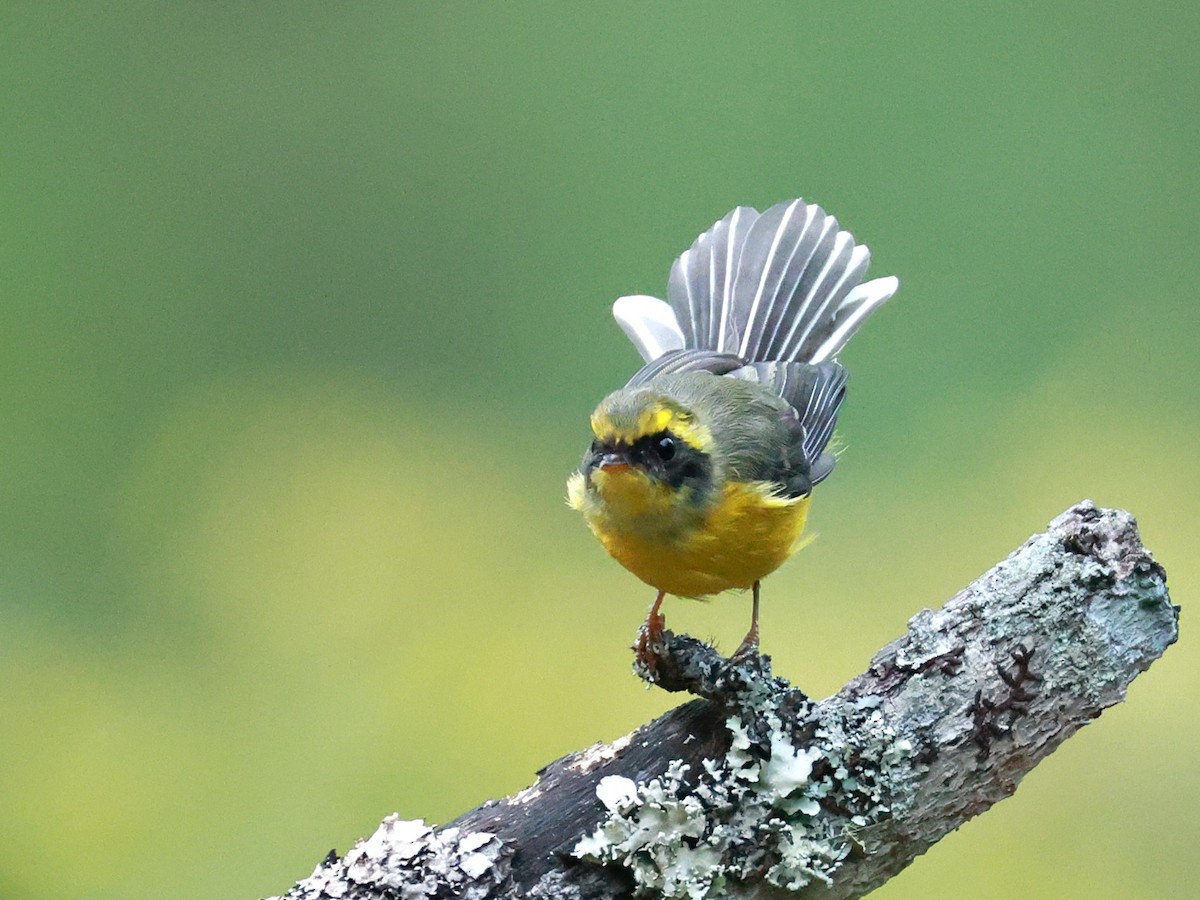 Yellow-bellied Fairy-Fantail - ML646740007