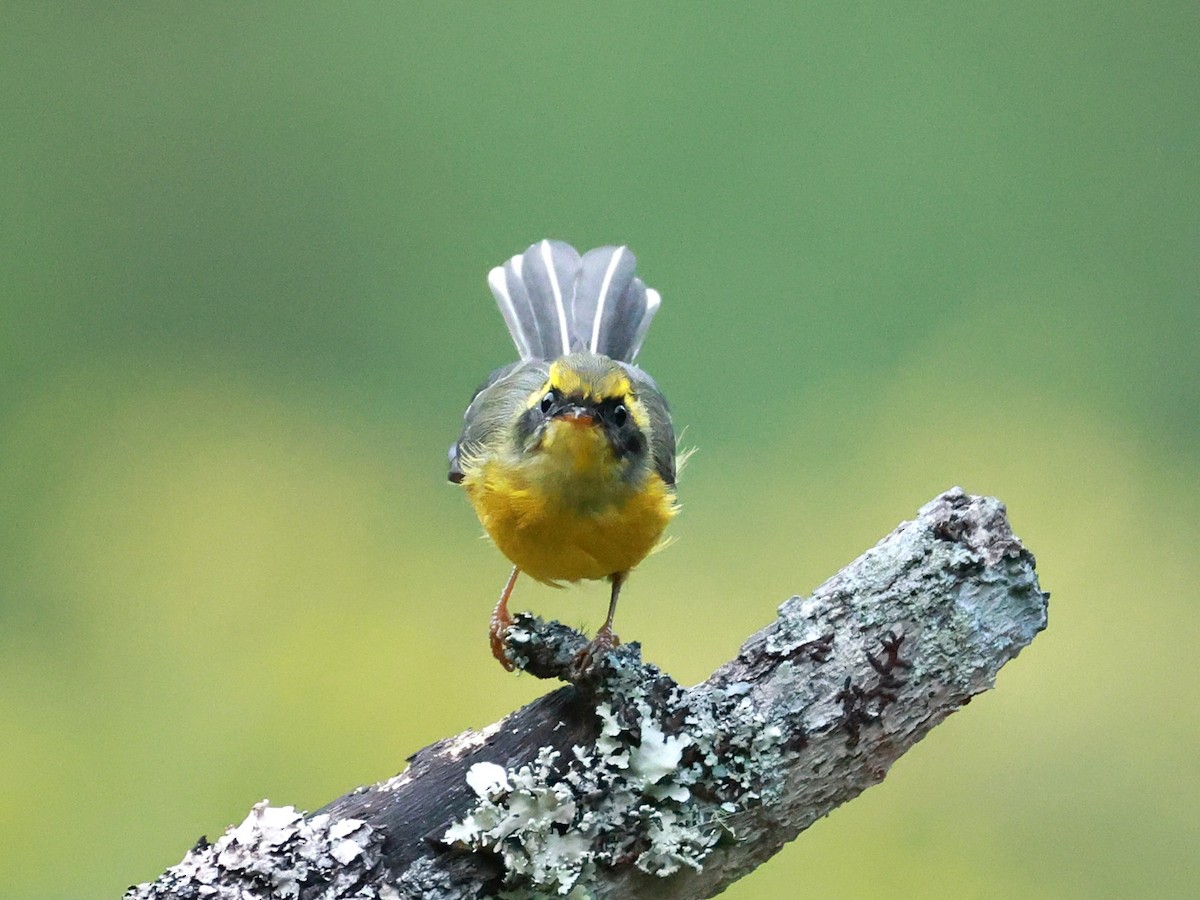 Yellow-bellied Fairy-Fantail - ML646740008