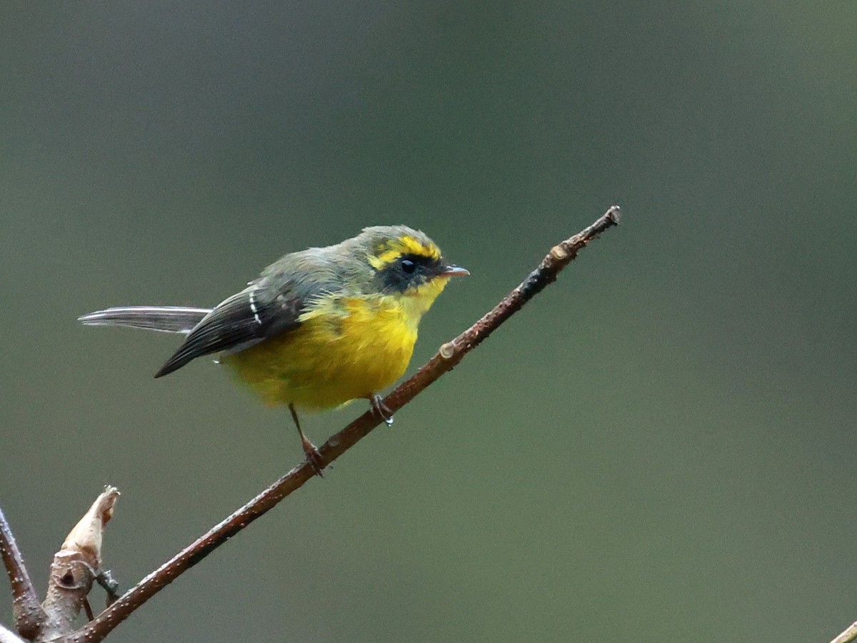 Yellow-bellied Fairy-Fantail - ML646740009