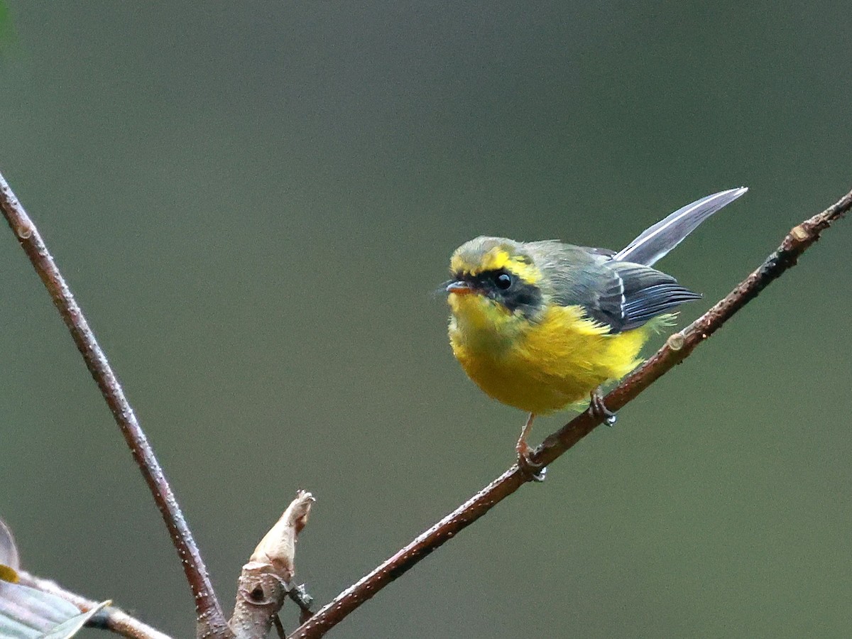 Yellow-bellied Fairy-Fantail - ML646740010