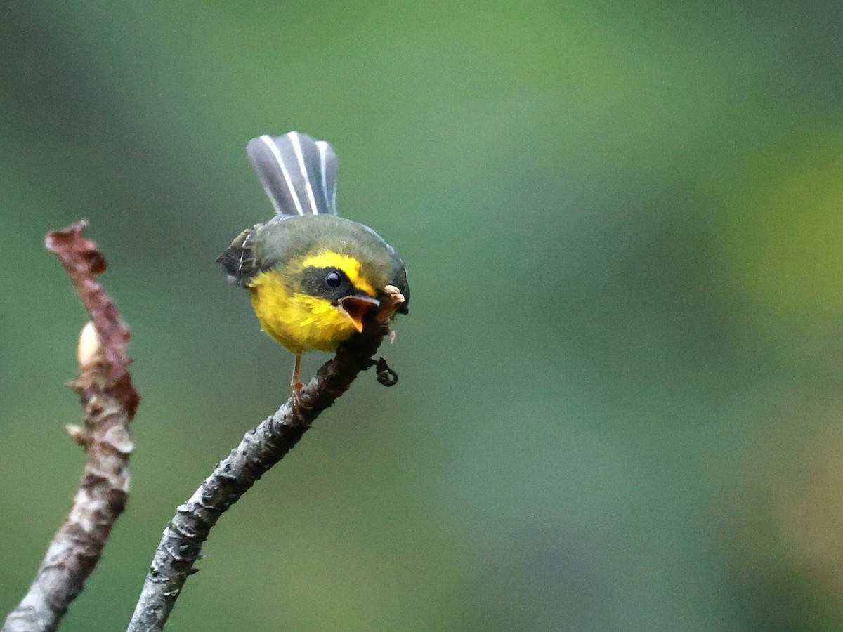 Yellow-bellied Fairy-Fantail - ML646740011