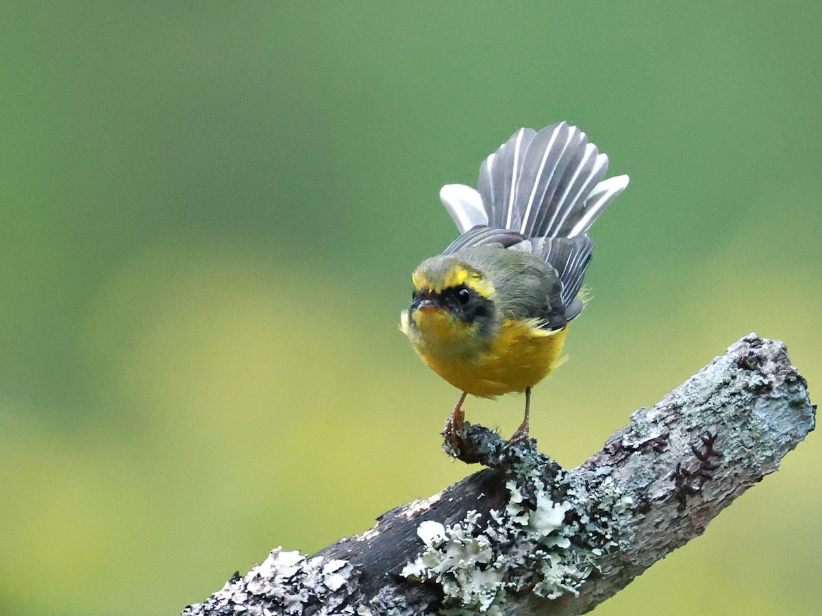 Yellow-bellied Fairy-Fantail - ML646740012