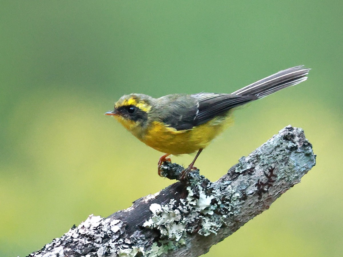 Yellow-bellied Fairy-Fantail - ML646740013