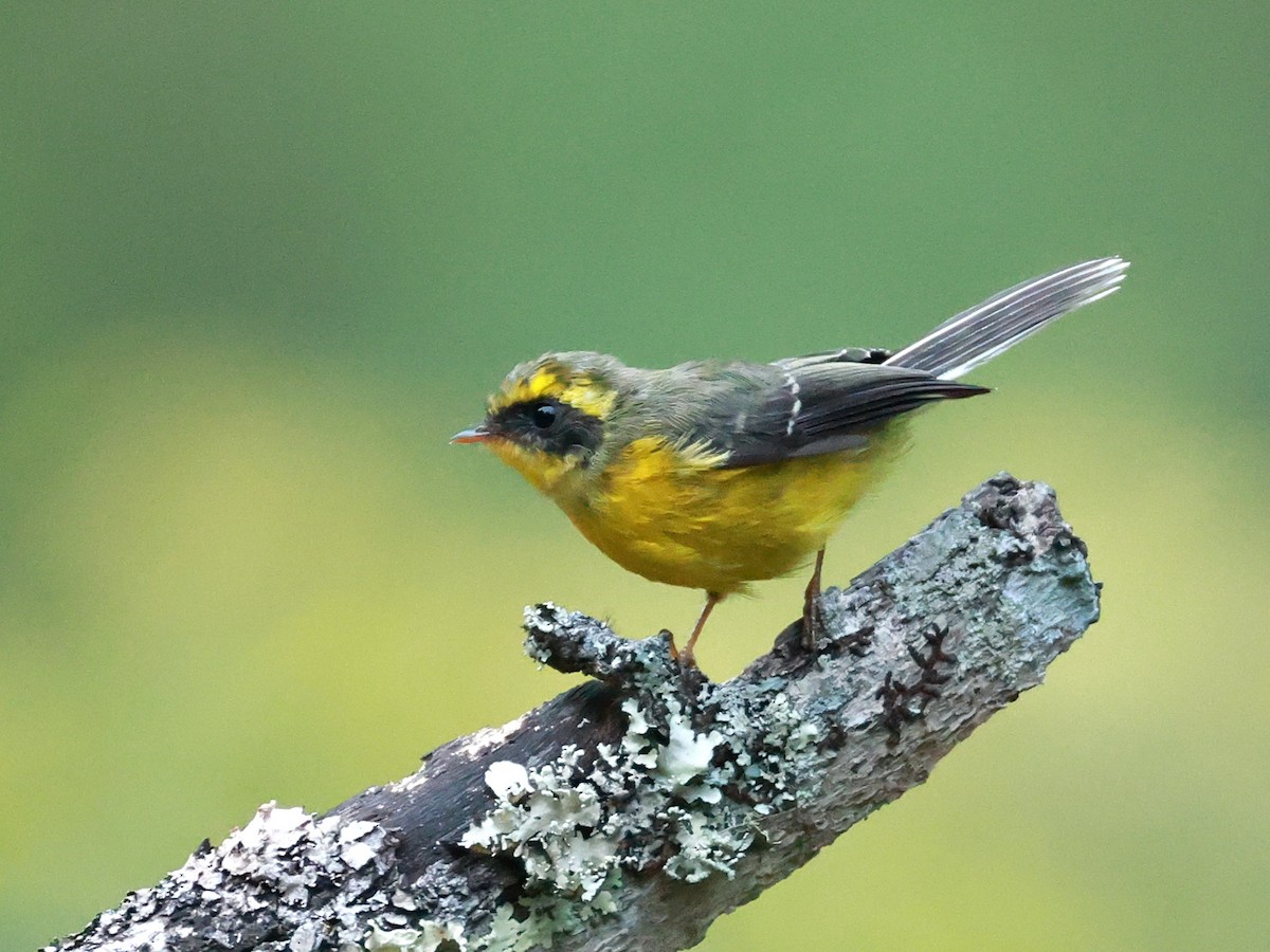 Yellow-bellied Fairy-Fantail - ML646740014