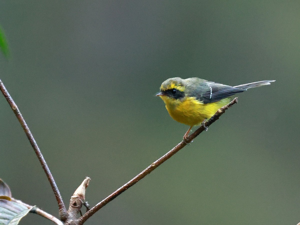 Yellow-bellied Fairy-Fantail - ML646740015