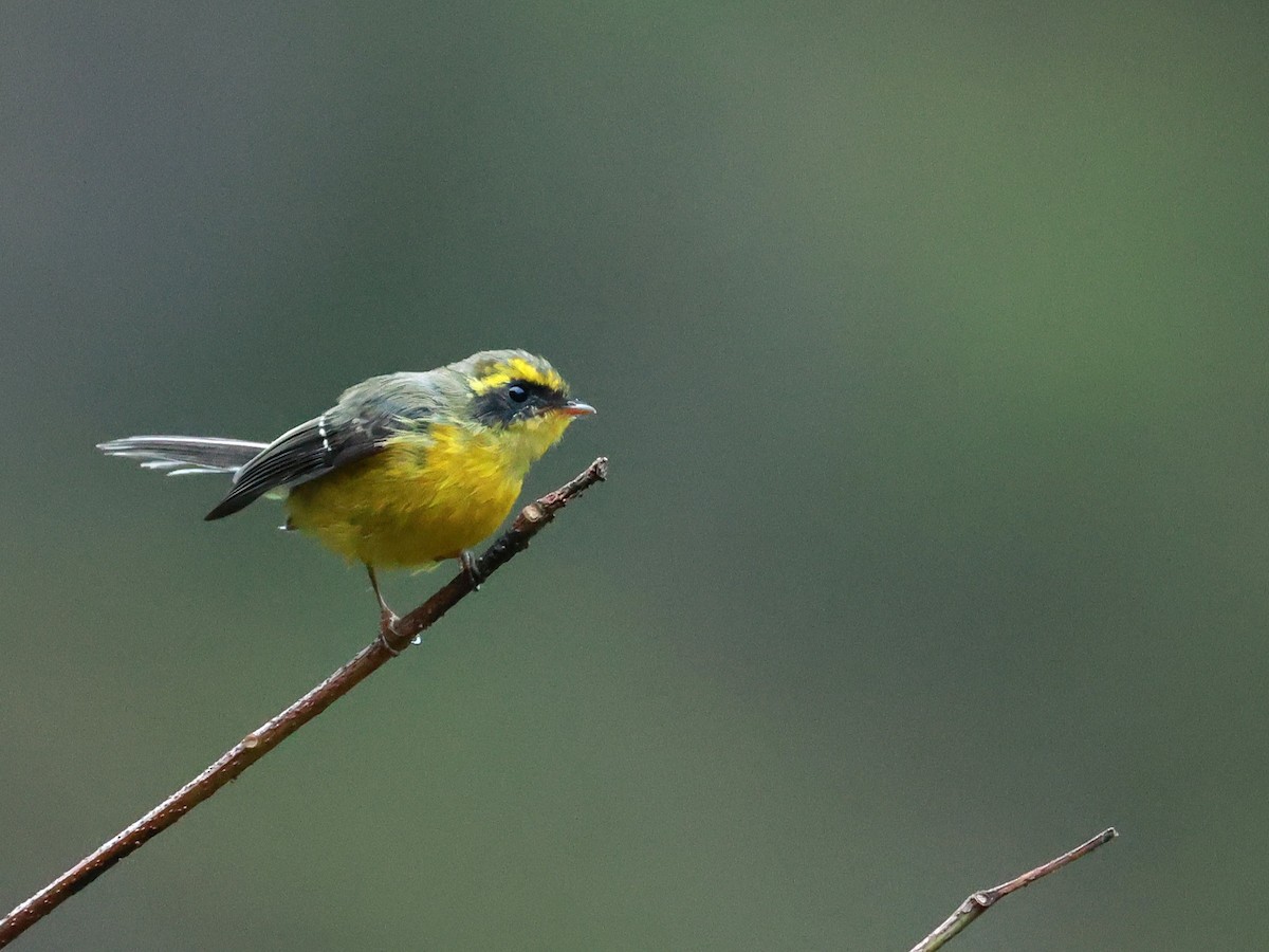 Yellow-bellied Fairy-Fantail - ML646740016