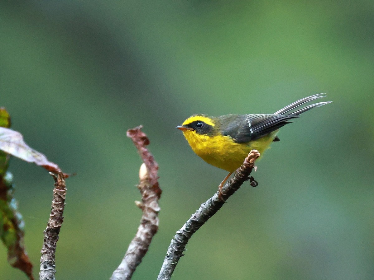 Yellow-bellied Fairy-Fantail - ML646740017