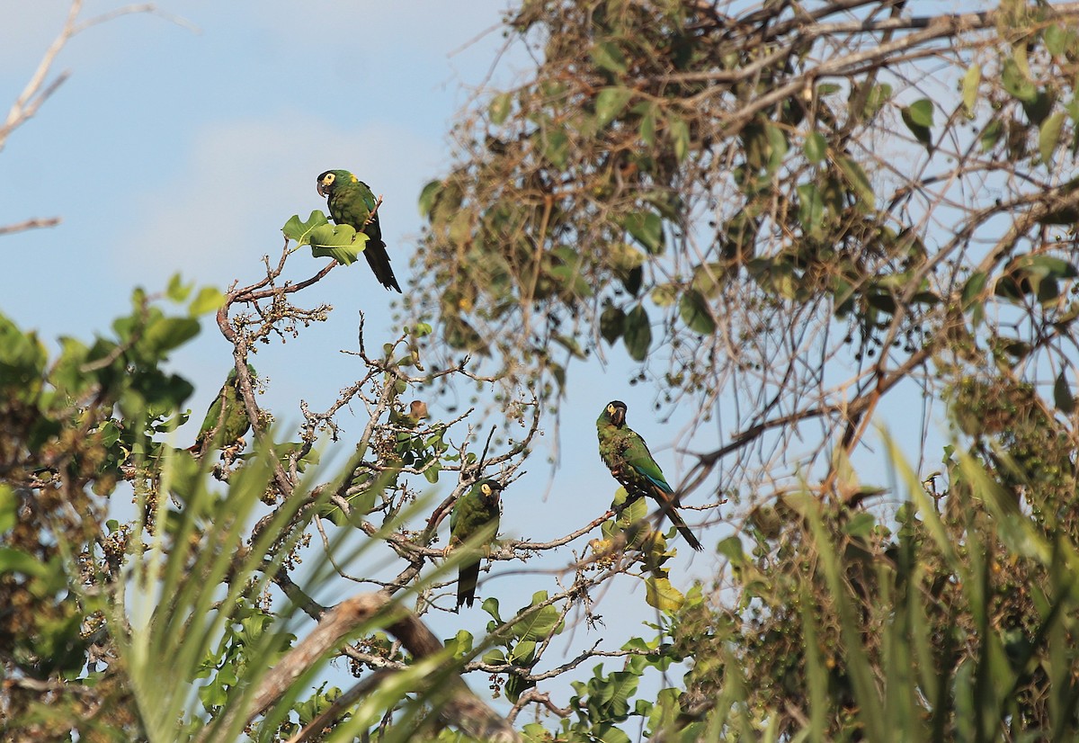 gulnakkeara - ML646740018