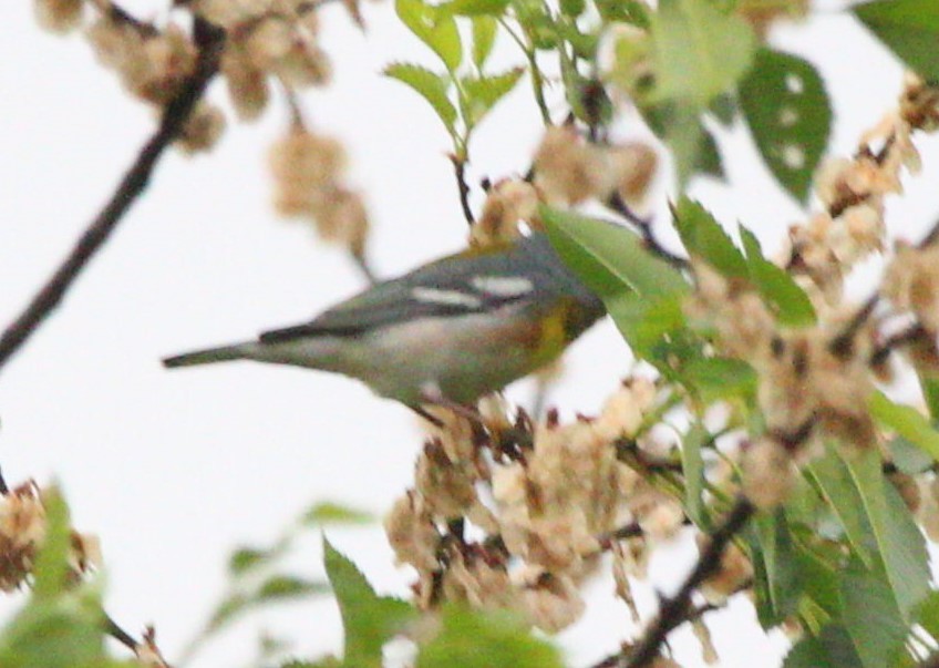 stryparula - ML646740020