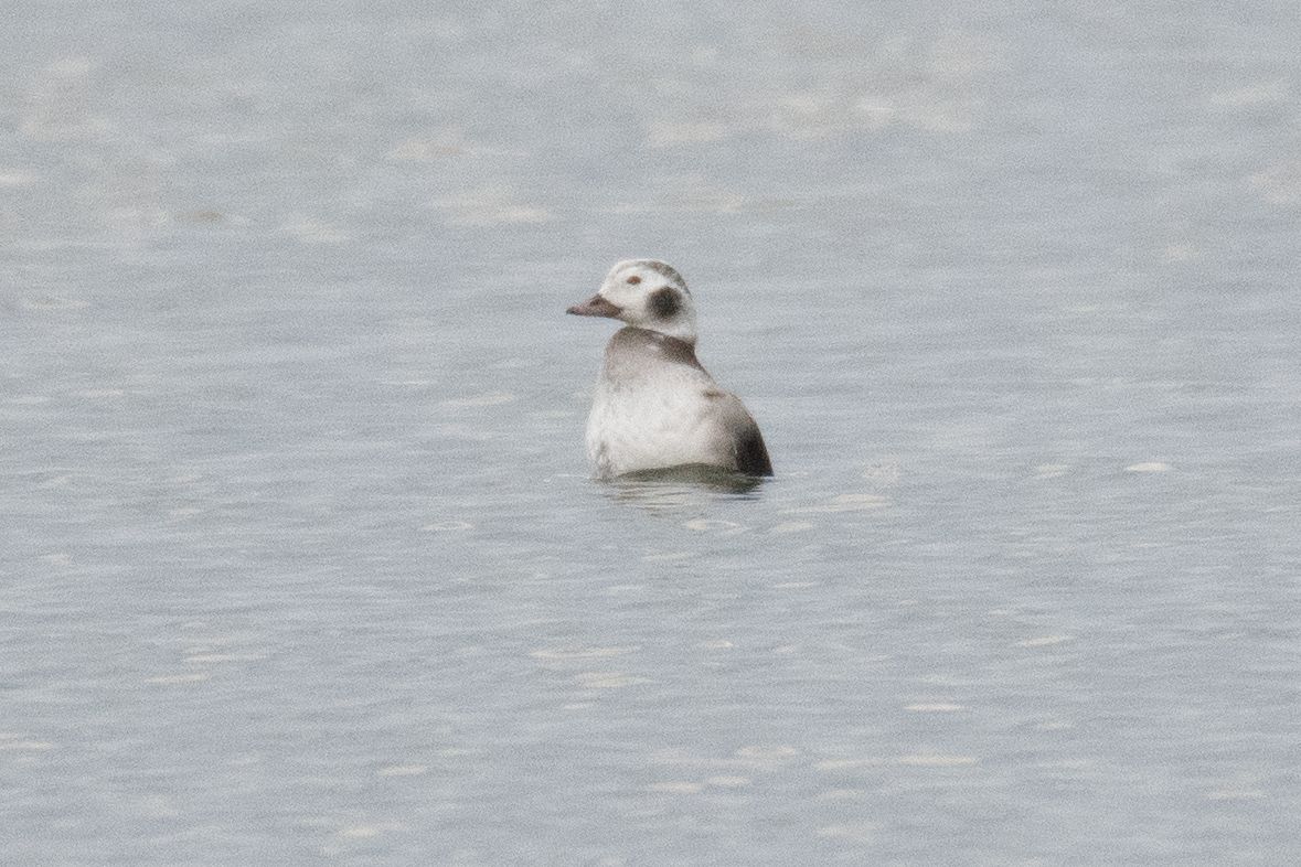 Long-tailed Duck - ML646740021