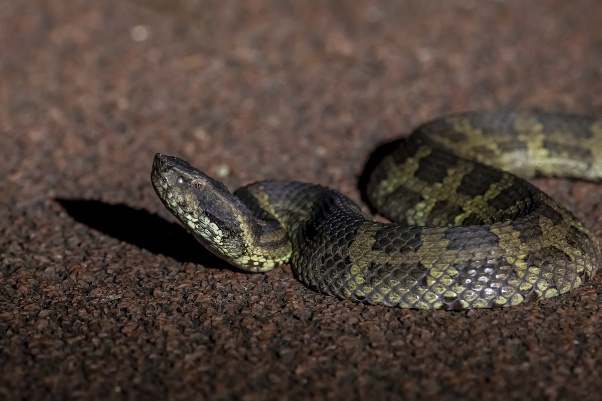 Okinawa Pitviper - ML646740022