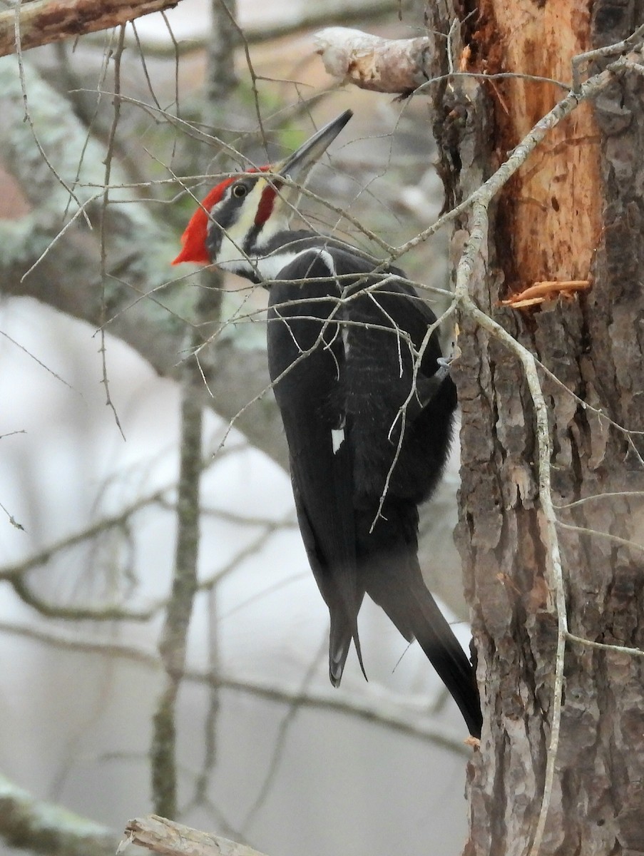 Pileated Woodpecker - ML646740024