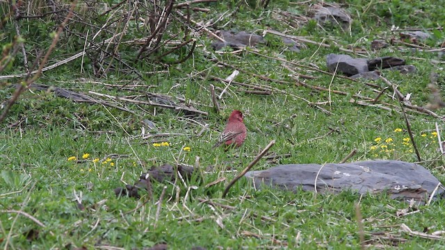Great Rosefinch - ML646740025