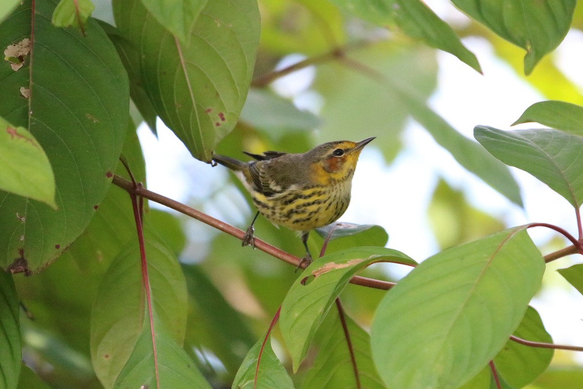 Cape May Warbler - ML646740032