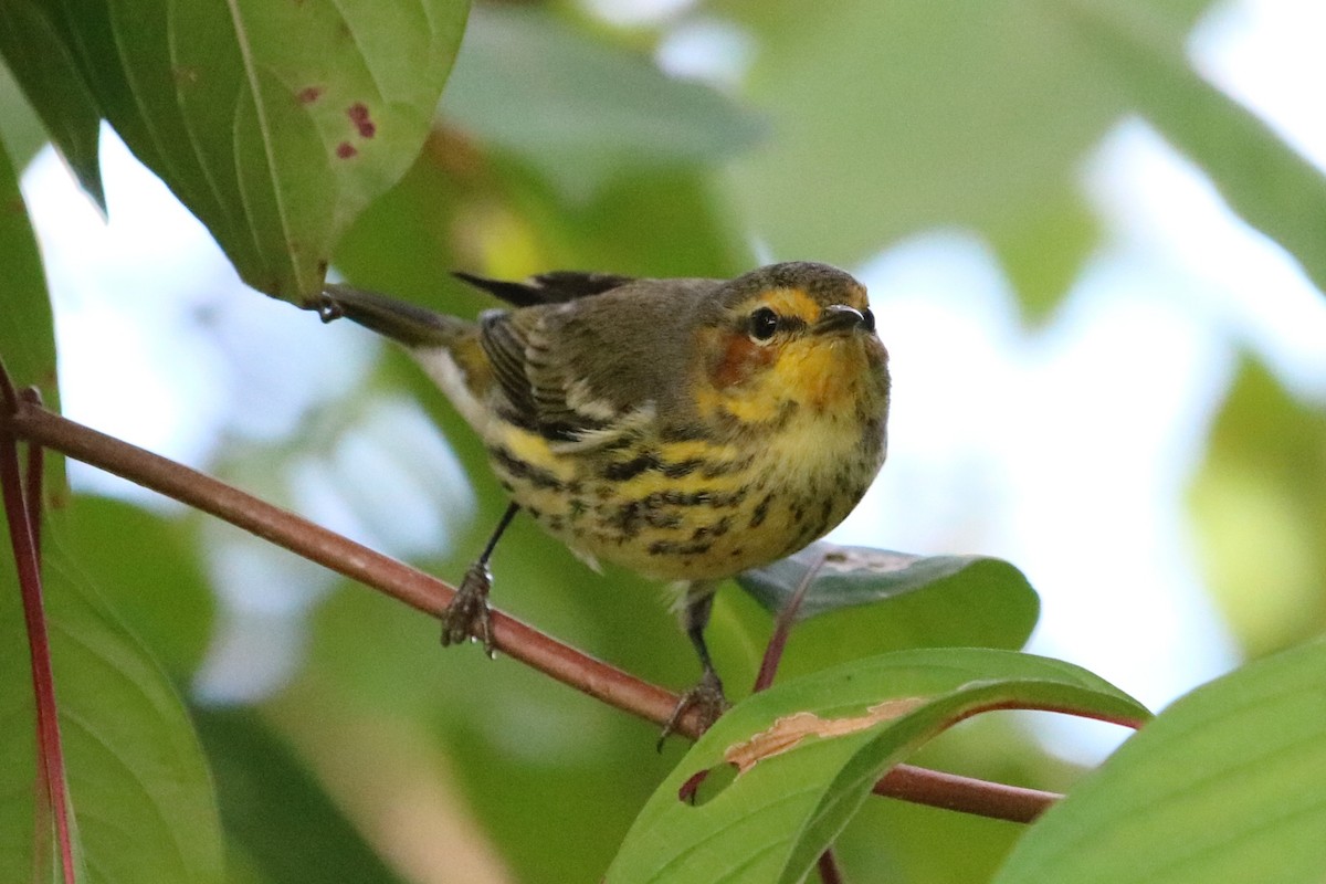 ホオアカアメリカムシクイ - ML646740035