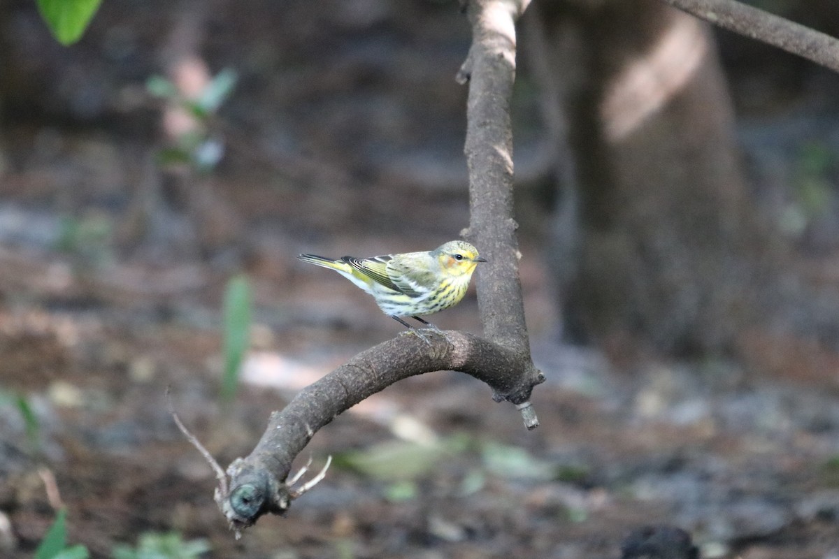 ホオアカアメリカムシクイ - ML646740037