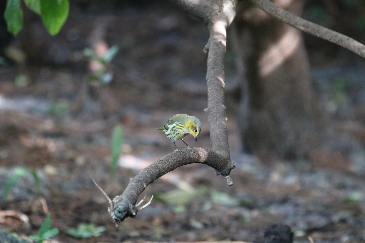 ホオアカアメリカムシクイ - ML646740041